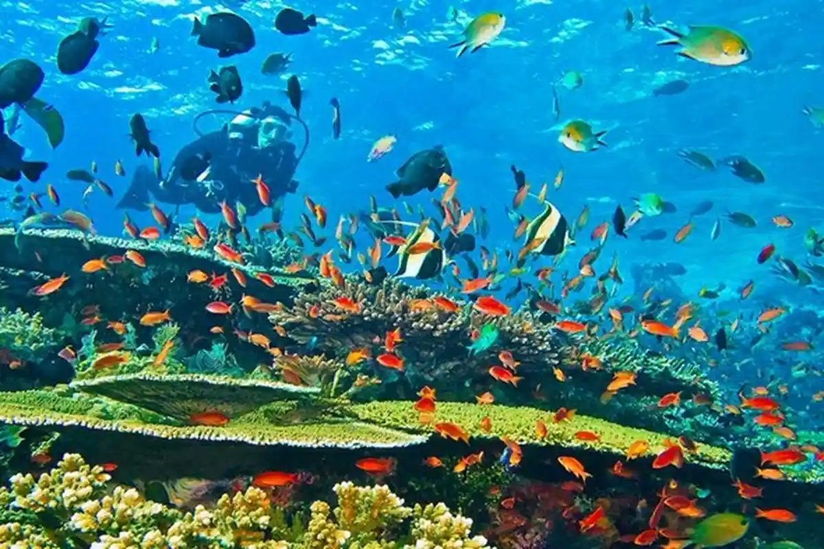 Besok Hari Laut Sedunia: Inilah 10 Fakta Laut Indonesia yang Jarang Diketahui