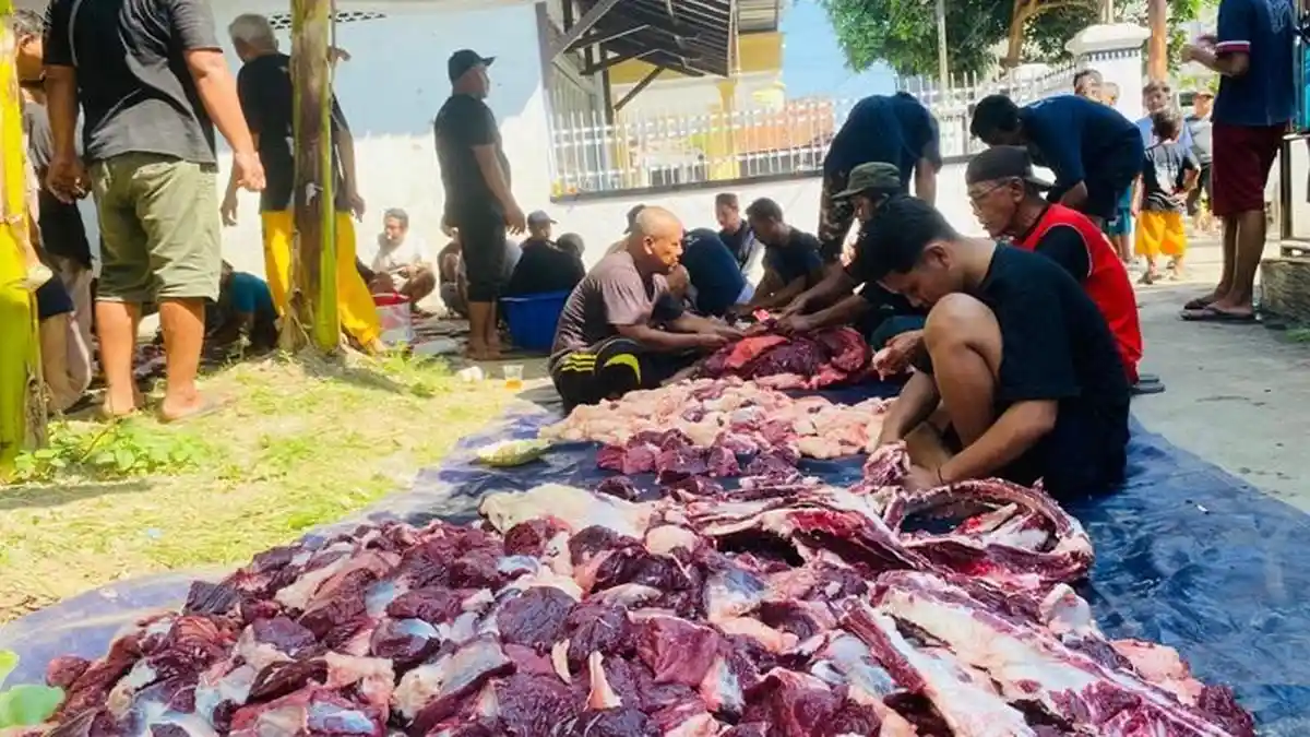 Warga Senang dan Bangga Sapi Brantas Seberat 1,25 Ton Jadi Hewan Kurban di Desa Pesayangan Tegal 