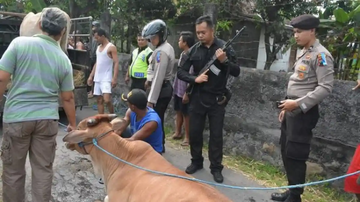 Seekor Sapi di Banyuanyar Solo Ngamuk Lukai Banyak Warga, Baru Berhenti Setelah Ditembak Kakinya