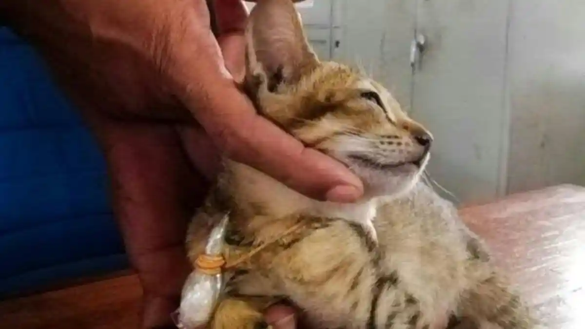 Kucing ‘Penyelundup’ Narkoba Kabur dari Pejara dengan Tingkat Keamanan Tinggi