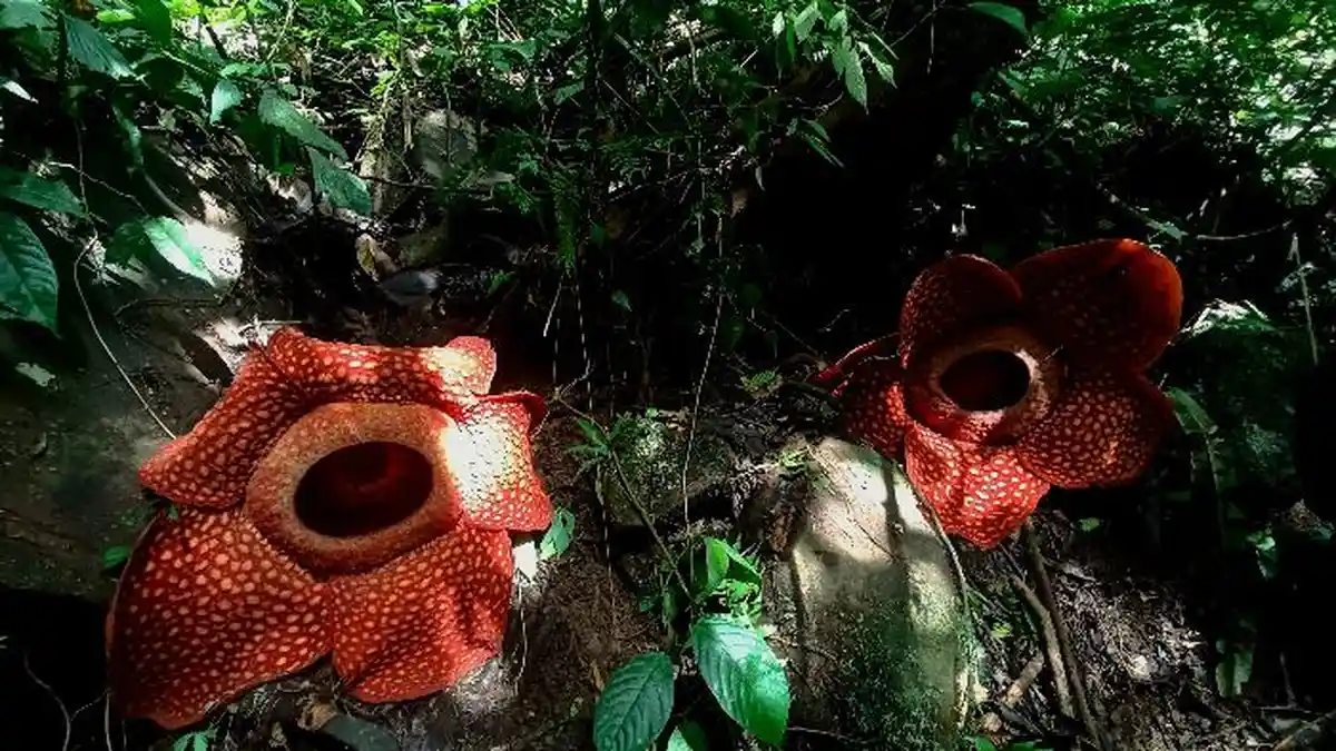 2 Individu Bunga Rafflesia Tuan Mudae Mekar di Cagar Alam Maninjau, Berdiameter 91 dan 82 Sentimeter