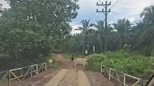 Kawanan-lembu-milik-warga-di-Tenggulun-Aceh-Tamiang-yang-tidak-dikandangkan.jpg