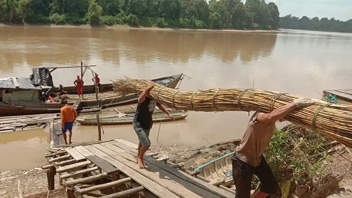 Katingan Penghasil Rotan Terbesar di Kalteng, Setiap Bulan Produksi 800 ...