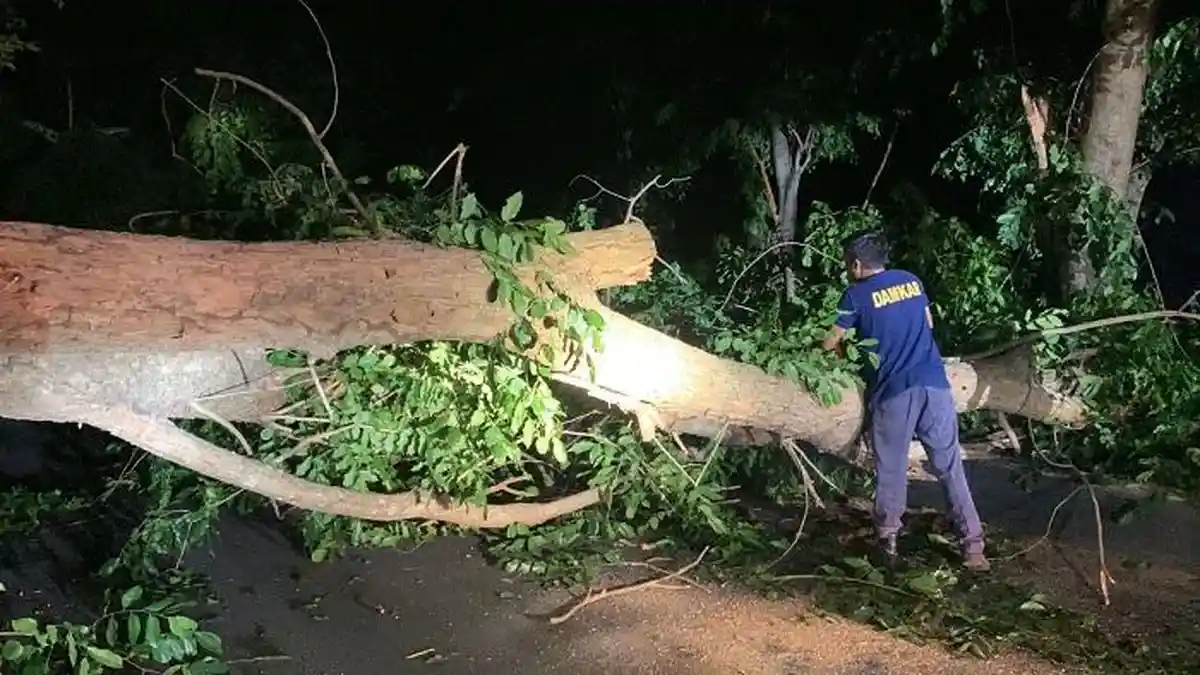 Waspada, Pohon Tumbang Kerap Terjadi Saat Angin Kencang Landa Aceh Besar