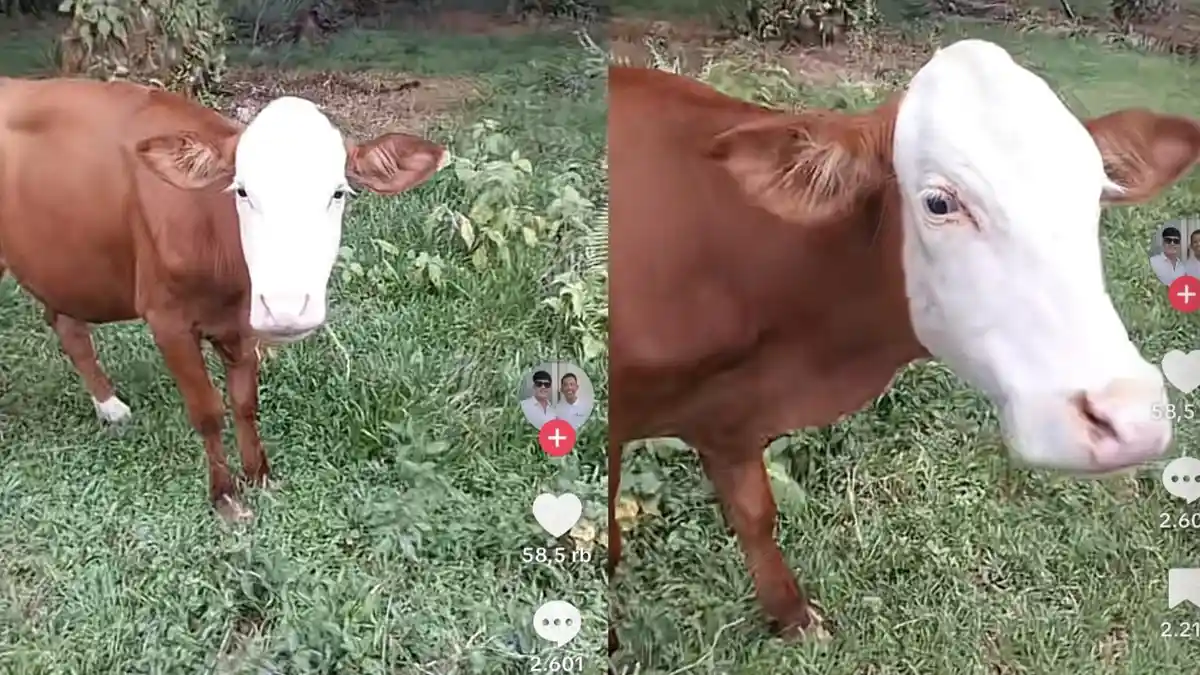 Viral Penampakan Sapi Unik Berwajah Putih di Tanah Laut, Kontras dengan ...