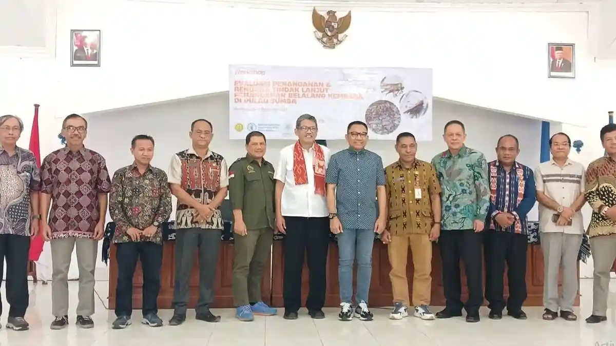 Kementan Kembangkan Predator Alami Atasi Belalang Kembara di Sumba