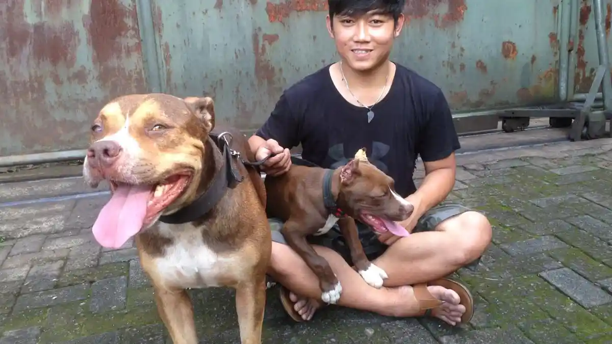 Lindungi Majikan, Anjing Pitbull di Cianjur Duel dengan Ular Kobra Hingga Tewas, Ular Kabur