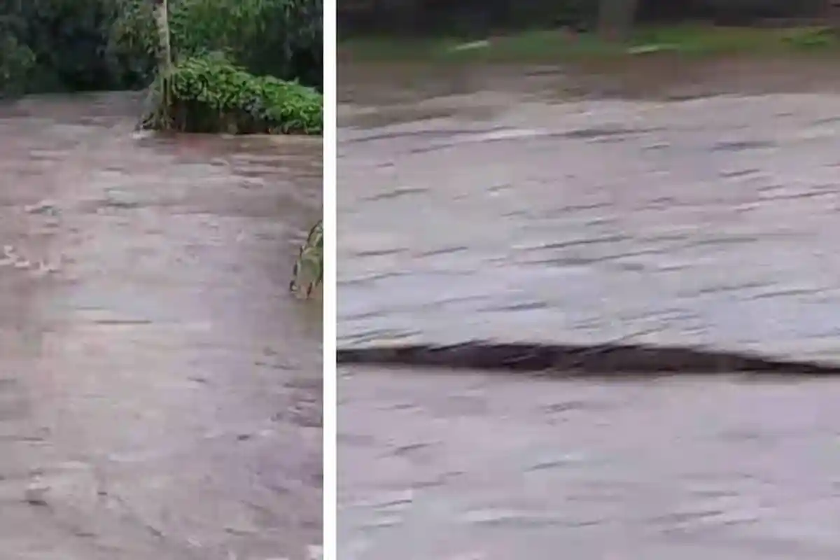 Gajah Bali Zoo Hanyut Terbawa Arus Sungai di Gianyar Bali, Tim Masih Lakukan Pencarian
