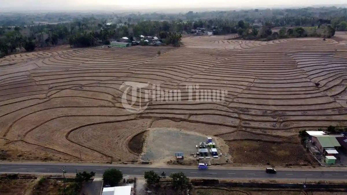 Kekeringan Ekstrem Menghantui Sawah di Desa Mappesangka, Kabupaten Bone - sawah-kekeringan-bone3.jpg
