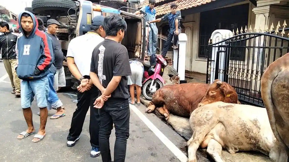 Palutungan-Kuningan Sempat Macet Karena Truk Muatan Sapi Terguling, Polisi Lakukan Rekayasa Jalan