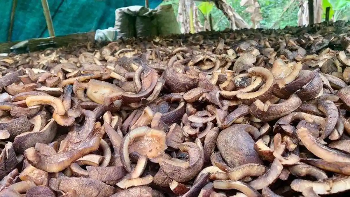 Harga Kopra di Halmahera Selatan Mulai Turun, Petani Gane Mengeluh