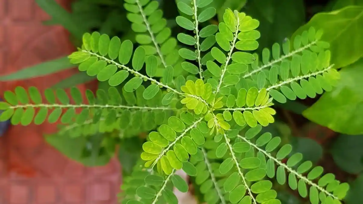 Khasiat Meniran : dari Diabetes, Infeksi Kulit, Ginjal Hingga Hepatitis B
