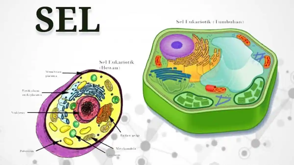 Materi Belajar Biologi : Jenis-jenis Sel
