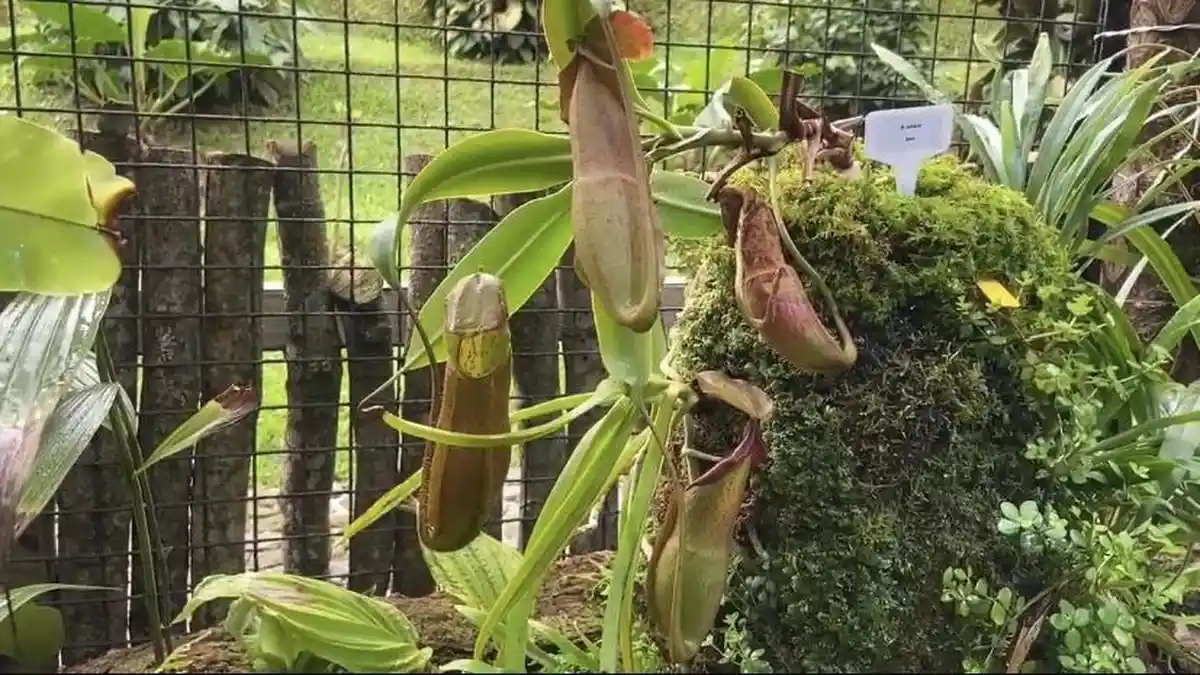 Tambah Daya Tarik di Libur Nataru, Kebun Raya Cibodas Cianjur Tambah Wisata Edukasi