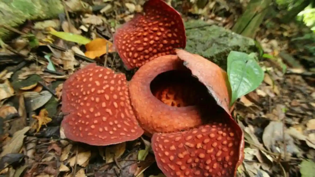 Masyarakat Pakai Hukum Adat Lindungi Wilayah Konservasi