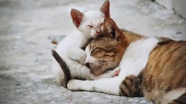 Sayembara Buang Kucing Berhadiah Rp50 Ribu di DPRD Jabar Dikecam, Ini Kekhawatiran Pencinta Hewan