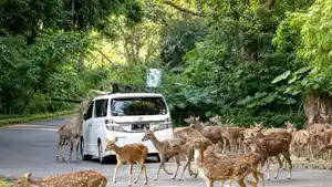 Jam-Operasional-Taman-Safari-Bogor-88.jpg