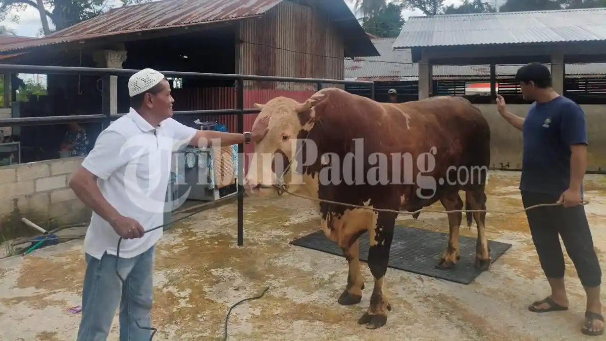 Berawal dari Unggahan di TikTok, Sapi Warga Pauh Padang Terpilih Jadi Hewan Kurban Presiden Prabowo