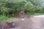 Prajurit TNI Perbaiki Akses Jalan Perbatasan RI-PNG