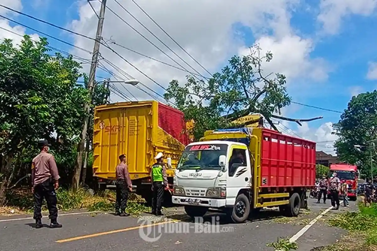 Bikin Macet Hingga Satu Jam, Ranting Patah Nyangkut di Atas Mobil Kontainer di Tabanan