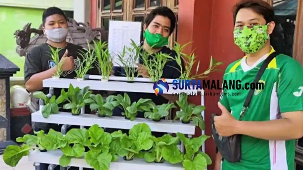 Dompet 3 Pemuda Sidoarjo Ini Tetap Terisi Jutaan Rupiah Meski Pandemi dari Hidroponik, Ini Kisahnya