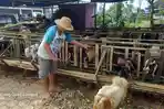 Jelang Idul Adha 2024, Harga Kambing di Pagar Alam Naik Dua Kali Lipat