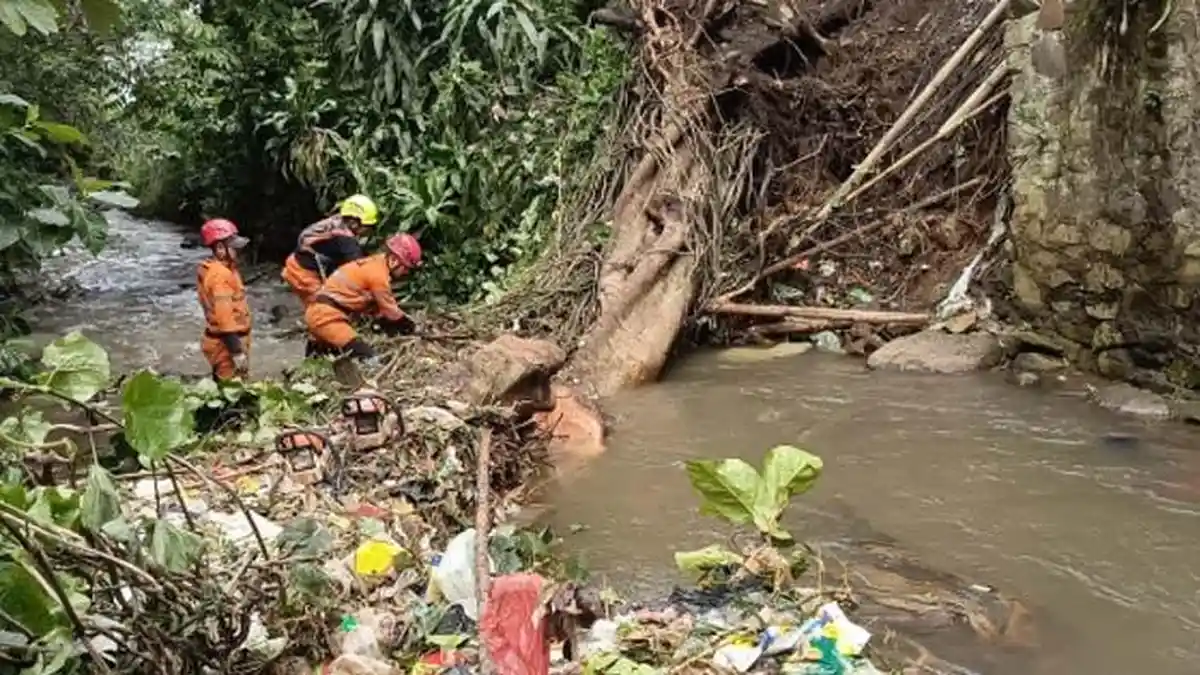 Pohon Kicopong di Sukasari Bogor Tumbang, Batang Pohon Sampai Halangi Aliran Air Sungai Cibalok