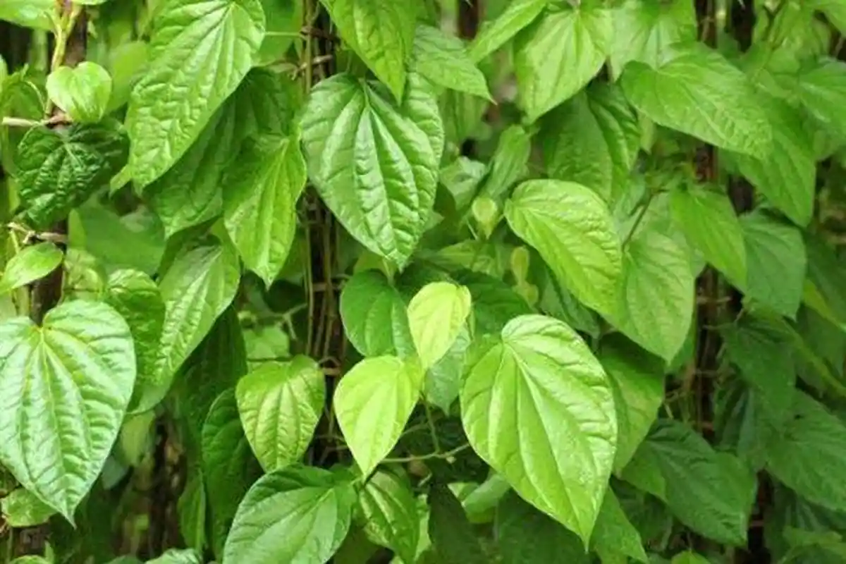 Batuk Berdahak, Mimisan, dan Asam Lambung Obati dengan Daun Sirih, Begini Cara Pengolahannya