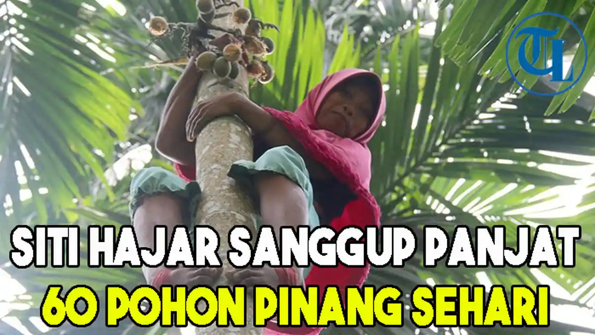 Siti Hajar, Wanita Pemanjat Pohon Pinang yang Jadi Tulang Punggung Keluarga