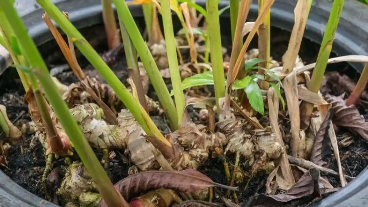 Cara Menanam Jahe di Polybag Solusi Berkebun di Lahan Sempit