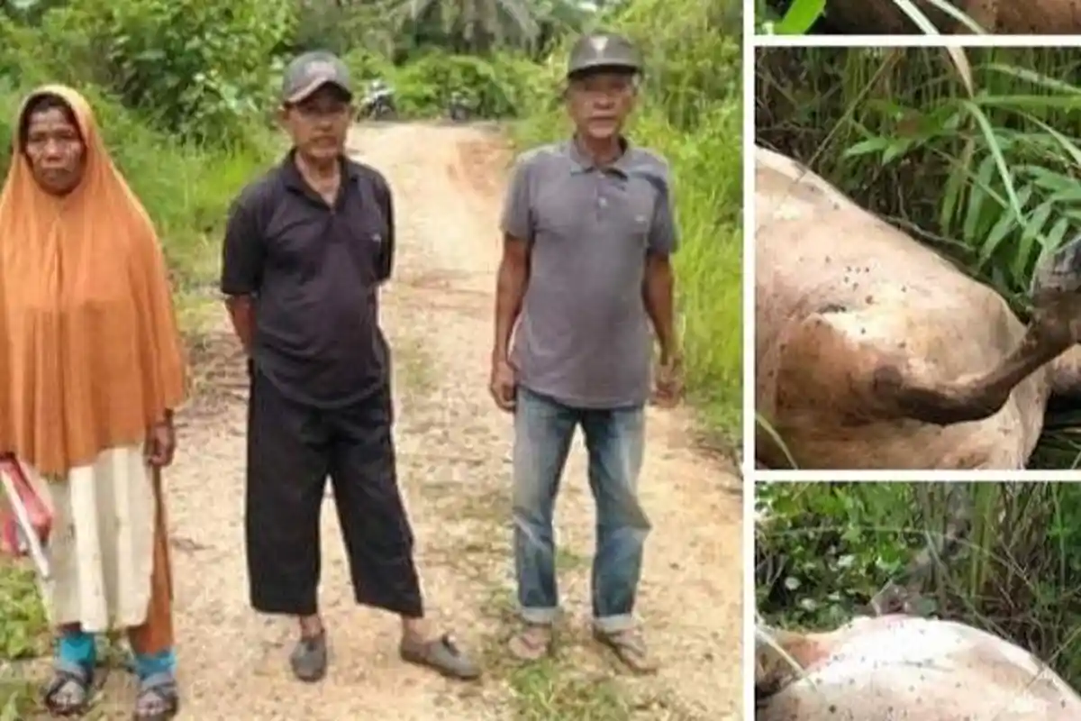 Induk Sapi Mati Dimangsa Harimau di Aceh, Warga Khawatir Ancaman Serangan hingga Masuk Perkebunan