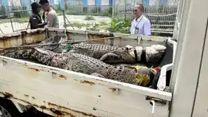 2-Buaya-Muara.jpg
