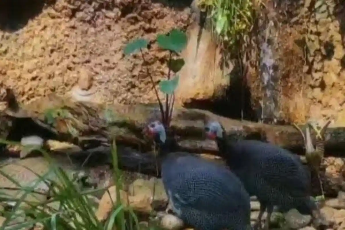 Libur Nataru, Ada Beragam Wahana Plus Pertunjukan Menarik di WBL dan Mazoola