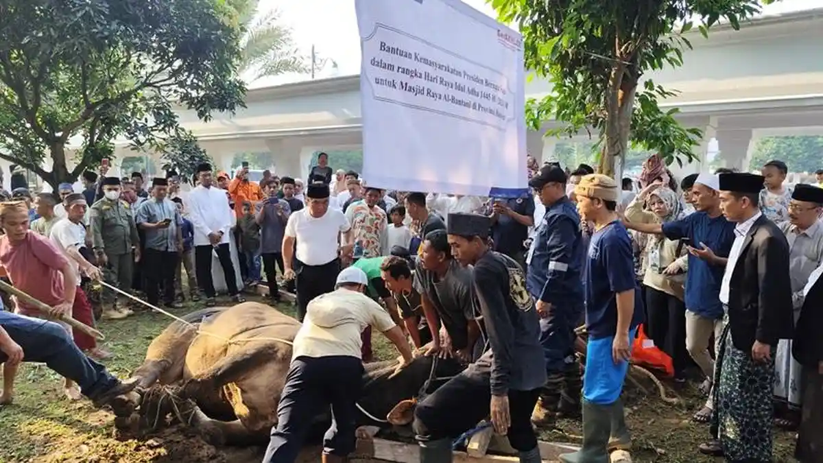 Kisah PJ Gubernur Banten, Lima Kali Sembelih Sapi 'Presiden' untuk Kurban Idul Adha