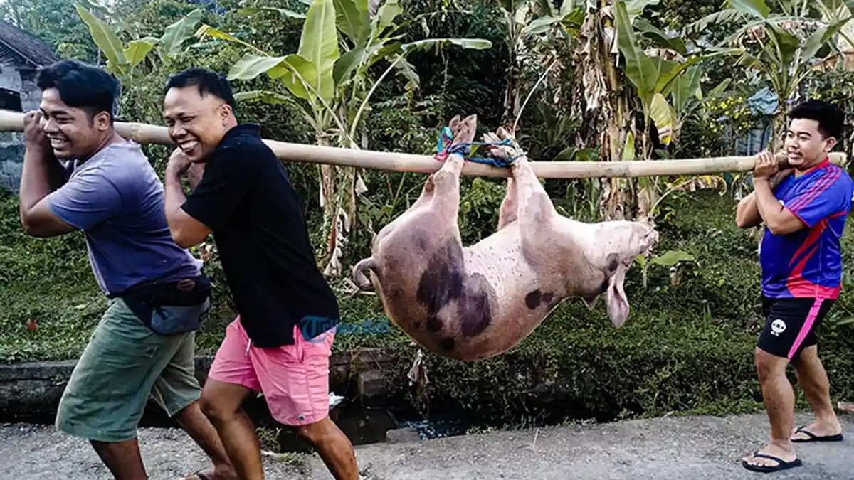 Ramai Isu ASF, Hari Penampahan Galungan Krama Pilih Mapatung Dibanding Beli Babi di Pasar