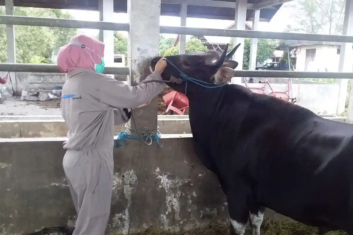 Wabah Penyakit Mulut dan Kuku tak Pengaruhi Harga Daging di Berau
