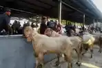 kambing-kurban-widodo.jpg