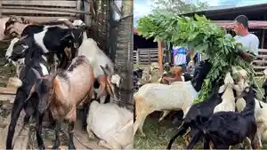 Harga-Kambing-Kurban-di-Kendari-Mulai-Rp25-Jutaan-Penjualan-Meningkat-Sepekan-Jelang-Iduladha-2025.jpg