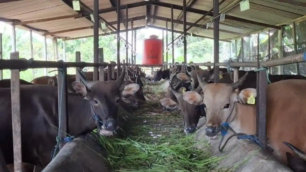 Daftar Harga Sapi Kurban di Batam 2025 untuk Iduladha 1446 H, Cek Sebelum Membeli