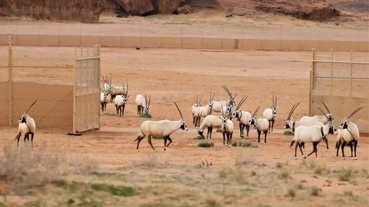 1.500 Hewan Langka Dilepas di Al Ula Arab Saudi, Ternyata Ada Misi Kerajaan Untuk Hal Ini