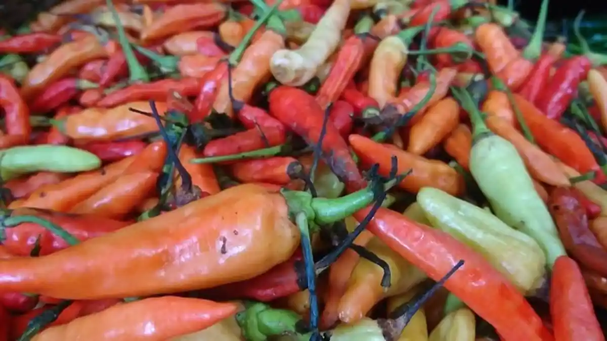 Harga Cabai Rawit Merah di Karanganyar Tembus Rp 105 Ribu Per Kg