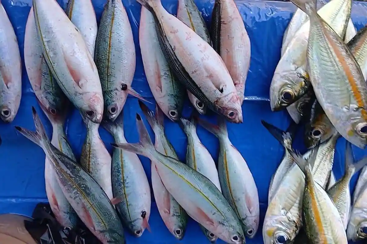 Daftar Harga Berbagai Jenis Ikan di Pasar Nita Maumere, Sikka NTT ...