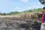 Tiga Hektare Lahan di Kabupaten Aceh Timur Terbakar