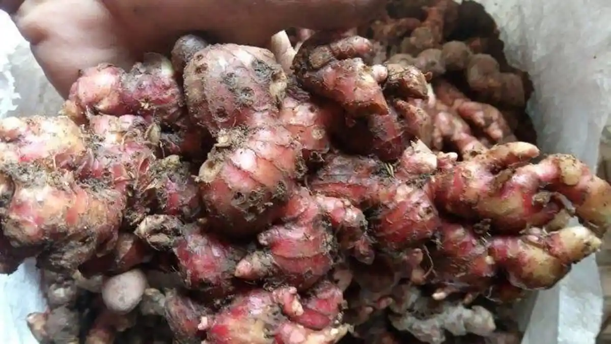 Inilah Manfaat Minum Jahe Merah Hangat untuk Kesehatan