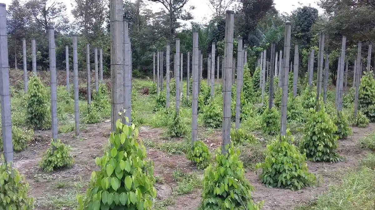 Petani Luwu Utara Mulai Kembangkan Tanaman Merica - merica-di-masamba_20160717_231508.jpg