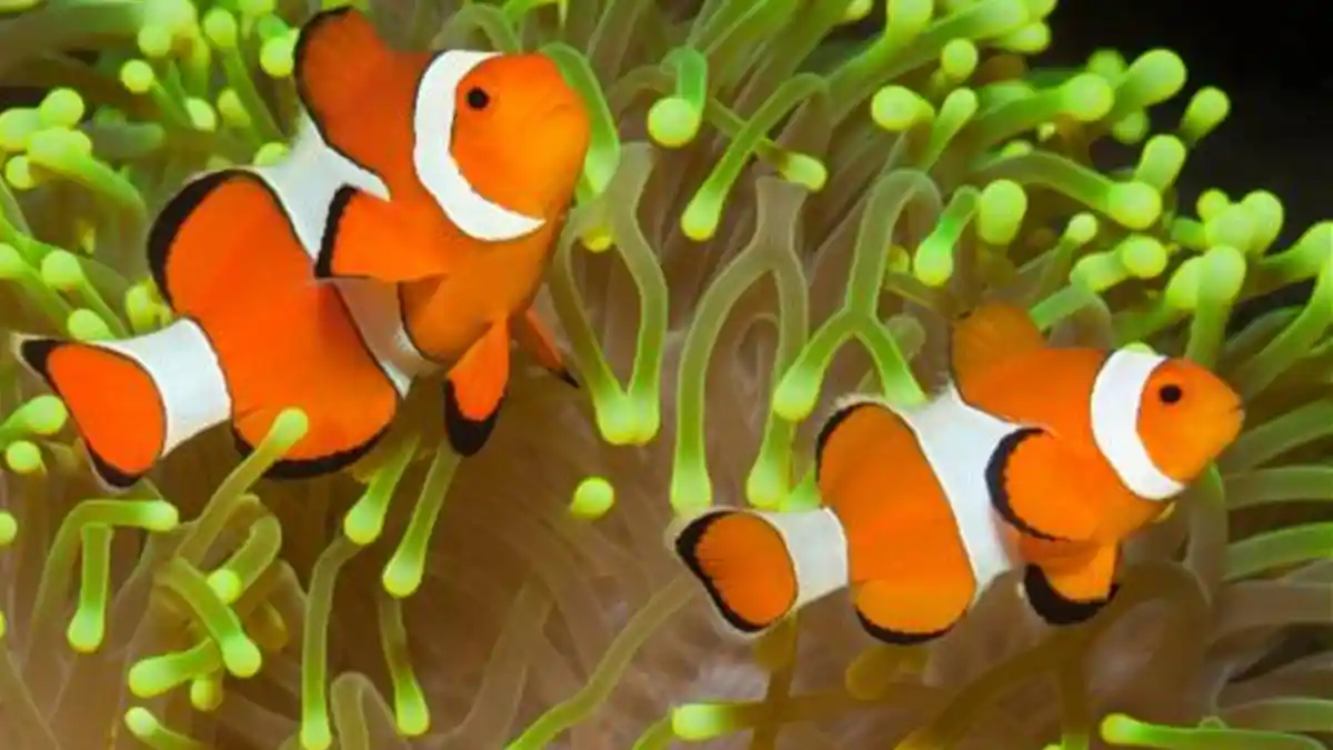 Ikan Hias Air Laut yang Harganya Murah, Cocok untuk Pemula