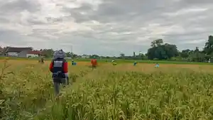 BPS-Kabupaten-Nganjuk-memperkirakan-luas-lahan-panen-alami-peningkatan-Rabu-652026.jpg