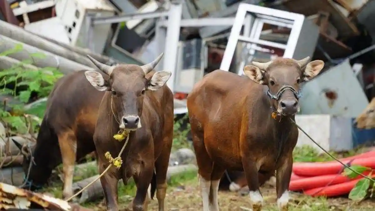 Syarat Hewan Kurban Sesuai Anjuran Islam, Jangan Sampai Salah Pilih Sapi dan Kambing