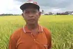 Harga Gabah di Banyuasin Rp6.400/Kg, Petani Keluhkan Harga di Bawah Ketetapan Pemerintah