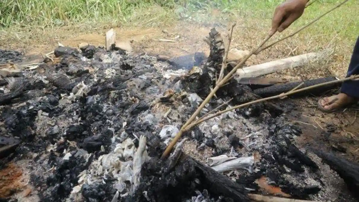 Harimau Mati Dibakar BKSDA Jambi, Saat Ditemukan Kondisinya Sudah Sangat Parah, Kurus dan Kaki Patah